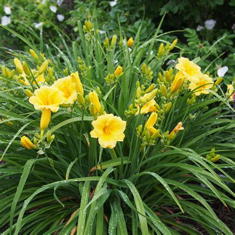 stella dior|pictures of stella d'oro daylily.